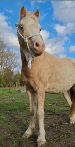 touwhalster, Dieren en Toebehoren, Verzenden, Nieuw, Overige soorten