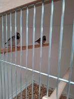 3 popjes spitsstaartamadines, Dieren en Toebehoren, Vogels | Overige Vogels, Geringd