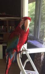 Groenvleugel pop van 2012, Dieren en Toebehoren