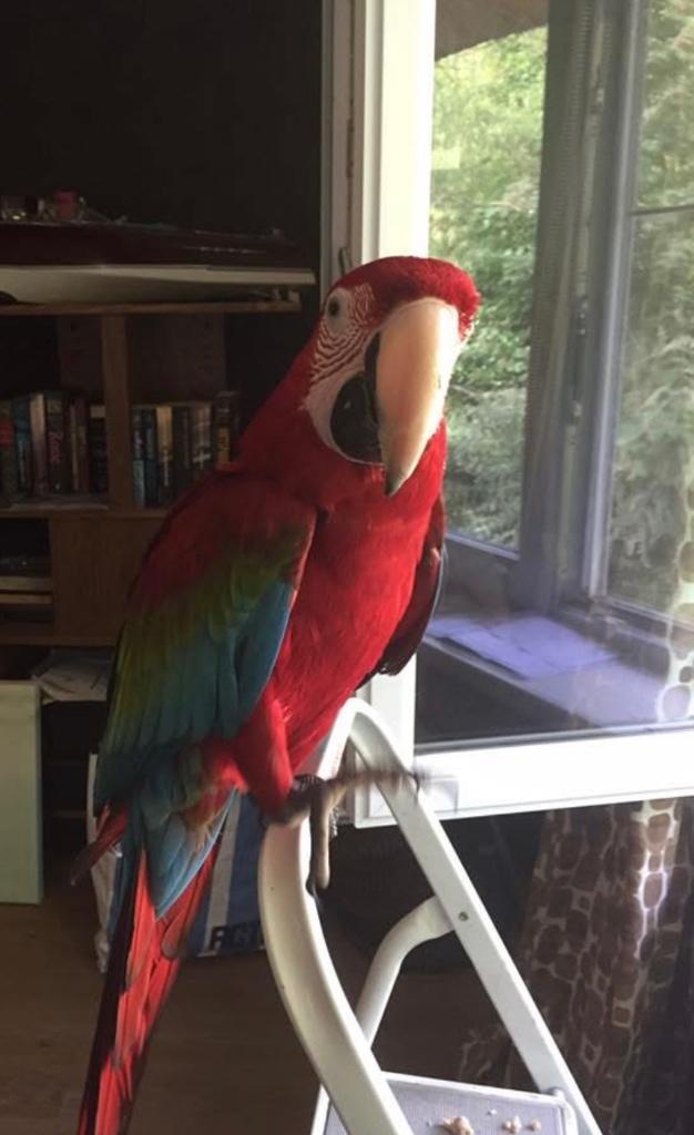 Groenvleugel pop van 2012, Dieren en Toebehoren, Vogels | Parkieten en Papegaaien