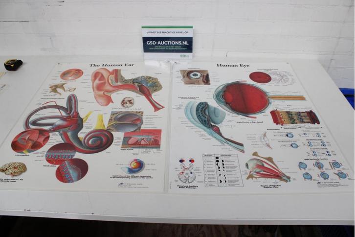 Anatomische Kaarten - The Human Ear & Human Eye, Verzamelen, Posters
