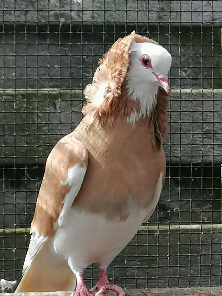 Poule capucine jaune