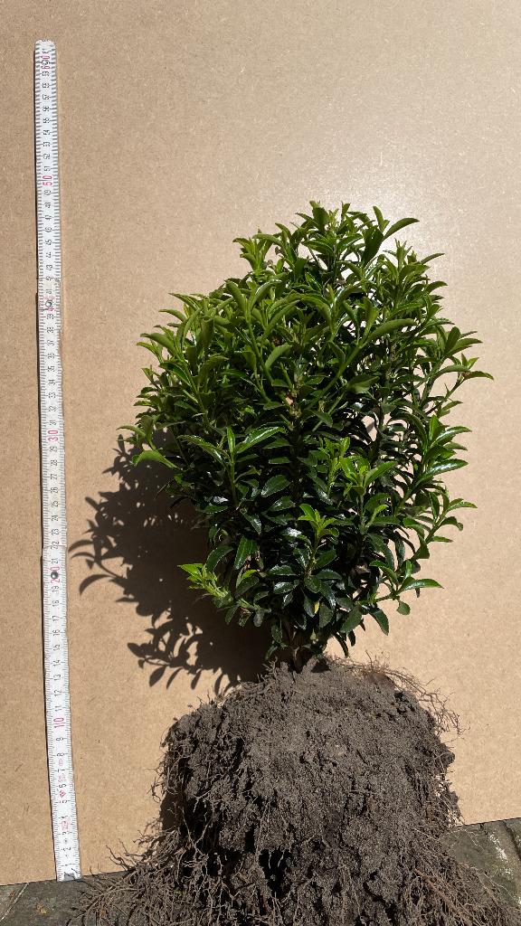 Groenblijvende haagplanten Euonymus japonicus'green spire', Enlèvement, Autres espèces, Haie, Moins de 100 cm