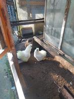 jonge zijdehoenen te koop. Haan