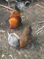 Brahma krielen (1 haan, 3 hennen) Patrijs/Isabelpatrijs, Dieren en Toebehoren, Pluimvee, Meerdere dieren, Kip