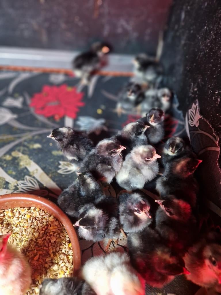 Mechelse koekoek kuikens