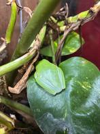 Reinette aux yeux rouge, Animaux & Accessoires, Autres accessoires pour animaux, Enlèvement, Comme neuf