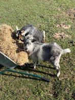 2 Chèvres naines à vendre, Juillet, Femelle