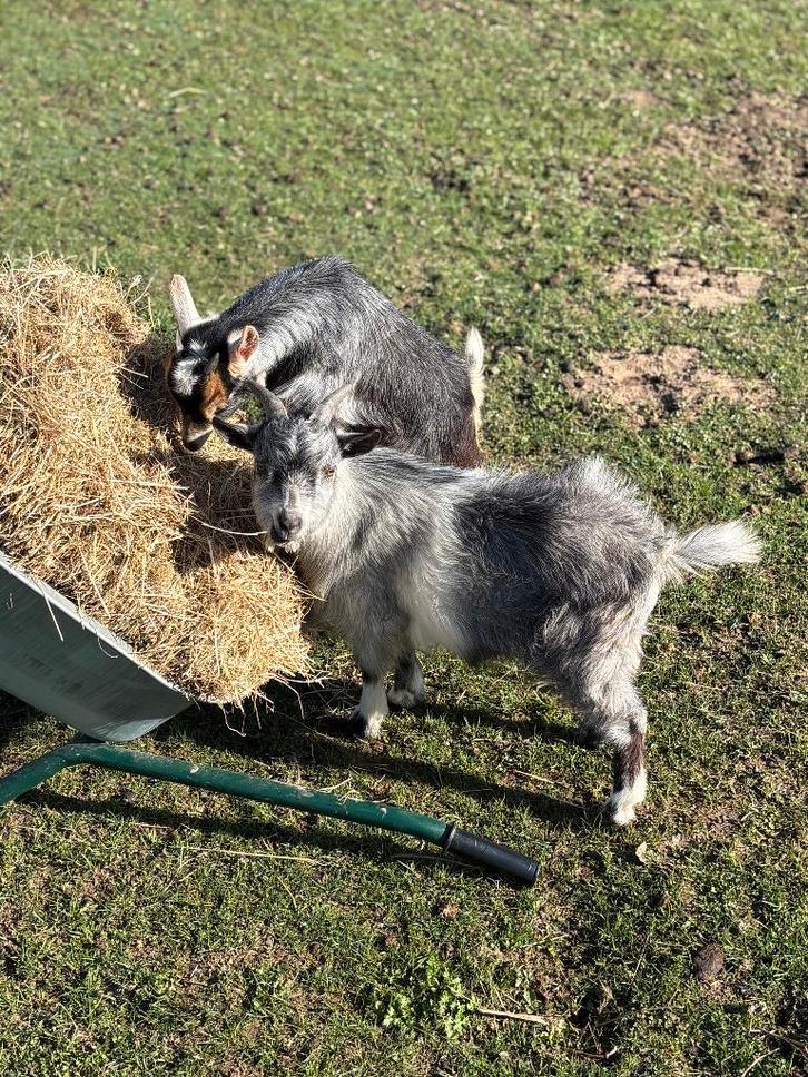 2 dwerggeiten te koop, Dieren en Toebehoren, Overige Dieren, Vrouwelijk, Juli