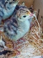 16 bronskalkoen kuikens 2 weken oud, geboren 12 maart, Dieren en Toebehoren, Meerdere dieren, Kalkoen