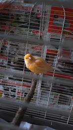 Jonge kanarie te koop met kooi en toebehoren.