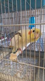 Half tamme valkparkiet zoekt nieuw huisje, Dieren en Toebehoren