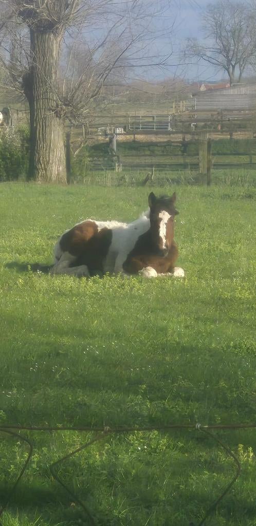 Pinto merrie, Jument, Vacciné, 0 à 2 ans