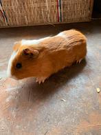 Cavia vrouwtje, Dieren en Toebehoren, Knaagdieren, Januari, Vrouwelijk, Cavia