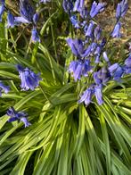 Vaste planten: bodembedekker/ struiken/kruiden/…, Tuin en Terras, Ophalen, Vaste plant, Halfschaduw