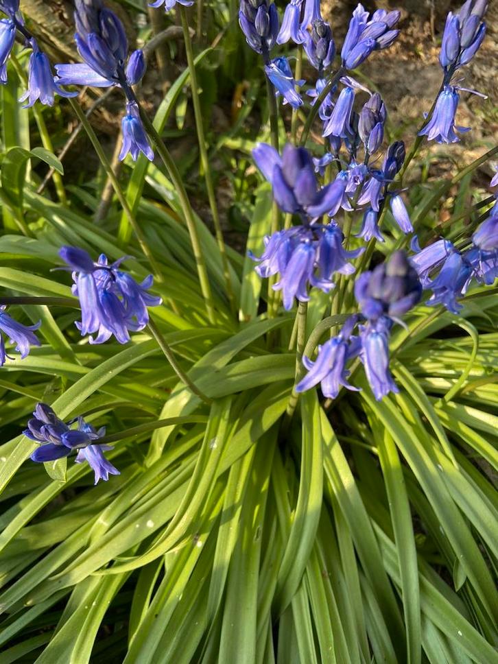 Vaste planten: bodembedekker/ struiken/kruiden/…, Tuin en Terras, Planten | Tuinplanten, Vaste plant, Halfschaduw, Ophalen