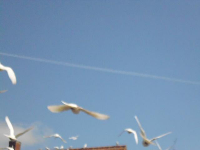 Witte duiven (Bruidsduiven)