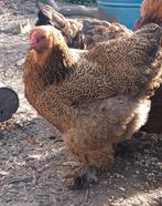 Oeufs grand brahma PMD ( 7340), Animaux & Accessoires