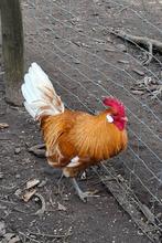 Friese hoen, Dieren en Toebehoren, Pluimvee