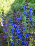 AV.SEMENCES DE FLEURS DE S . T . V., Tuin en Terras, Ophalen of Verzenden