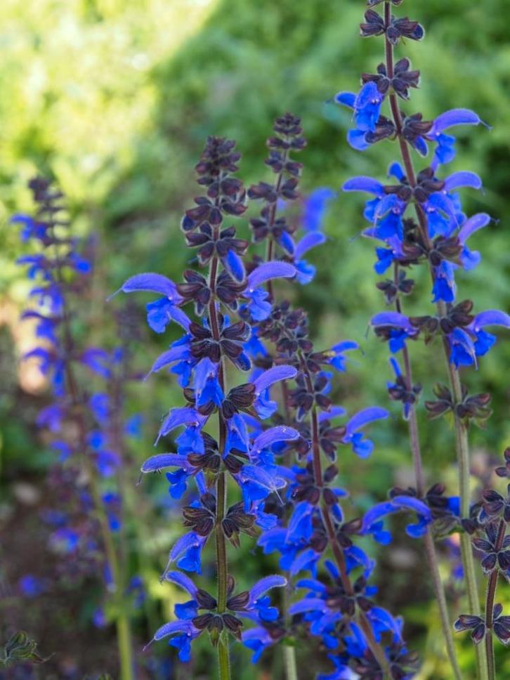 AV.SEMENCES DE FLEURS DE S . T . V., Tuin en Terras, Bloembollen en Zaden, Ophalen of Verzenden