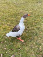 Broedeieren Vlaamse gans, Dieren en Toebehoren, Pluimvee, Gans of Zwaan