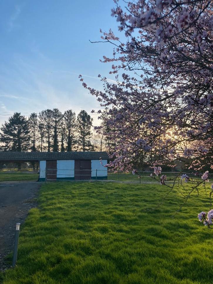 Prairie à louer pour 1-2 chevaux/poneys  à Fernelmont, Dieren en Toebehoren, Stalling en Weidegang, Weidegang, 1 paard of pony