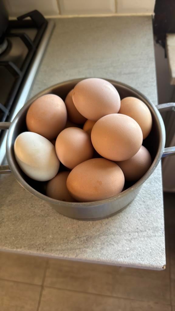 Œufs frais - Taille XL, Poule ou poulet