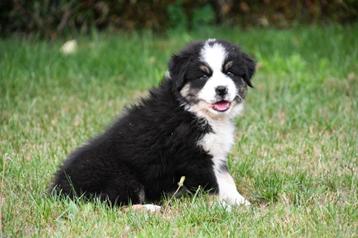 Australische Herder pups te koop (black tricolor) beschikbaar voor biedingen