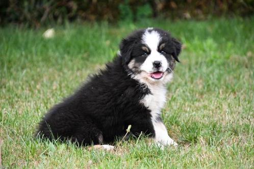 Australische Herder pups te koop (black tricolor), Dieren en Toebehoren, Honden | Herdershonden en Veedrijvers, Meerdere dieren