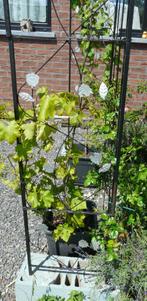 Arcade pour fleurs grimpantes, Ophalen, Gebruikt, Overige typen, 1 tot 2 meter