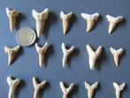 Prachtige set van 25 haaientanden - Carcharodon, Ophalen of Verzenden, Fossiel