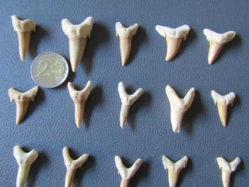 Prachtige set van 25 haaientanden - Carcharodon beschikbaar voor biedingen