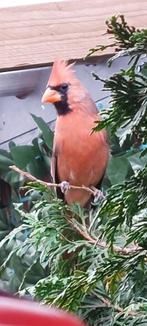 Rode Kardinaal man, Dieren en Toebehoren, Mannelijk, Tropenvogel, Geringd