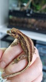 Rhacodactylus Auriculatus Gargoyle Gecko, Dieren en Toebehoren
