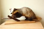 Taxidermie opgezette das, Verzamelen, Dierenverzamelingen, Ophalen of Verzenden, Gebruikt, Wild dier