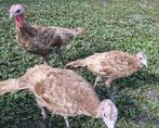 Rode Ardenner Kalkoen trio (2 hennen en 1 haan), Dieren en Toebehoren, Meerdere dieren, Kalkoen