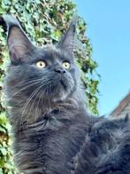 Laatste Maine Coon Blue Smoke katertje met stamboom, Dieren en Toebehoren, Meerdere dieren, Gechipt, 0 tot 2 jaar