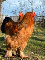 Brahma Buff Zwart Colombia, Mâle, Poule ou poulet