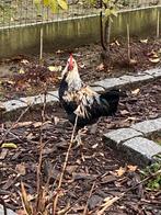 Mooie veelkleurige haan, Dieren en Toebehoren, Pluimvee