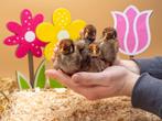 Barnevelder kriel kuikens bruine hennen, gesekst en ingeënt, Dieren en Toebehoren, Pluimvee, Vrouwelijk, Kip