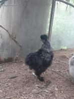 Jonge zijdehoen hanen