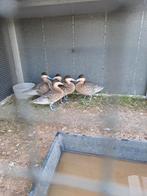 Versicolortaling, Dieren en Toebehoren, Vogels | Overige Vogels