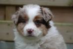 Prachtige Australische herder pups (Aussie pups), Dieren en Toebehoren, Honden | Herdershonden en Veedrijvers, België, CDV (hondenziekte)