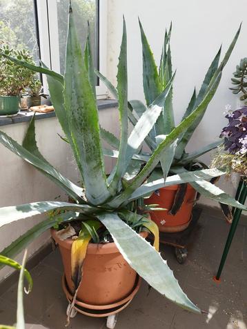 Grote Agave beschikbaar voor biedingen