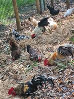 Chabo broedeiren, Dieren en Toebehoren