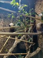 1 jaar oude mannetjes yemen kameleon, Dieren en Toebehoren, Reptielen en Amfibieën, Overige soorten, Met terrarium, 0 tot 2 jaar