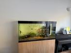 Aquarium 280l + meubel + inhoud en toebehoren, Ophalen, Zo goed als nieuw, Gevuld zoetwateraquarium