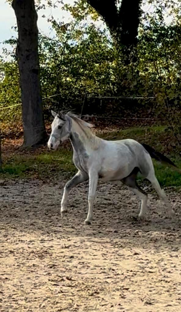 Prachtig paardje op zoek naar goede thuis, Dieren en Toebehoren, Paarden, Merrie, Ontwormd