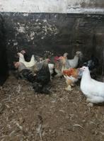 Hanen Brahma, Dieren en Toebehoren, Pluimvee